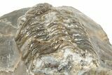 Three Colorful Phacopid (Austerops) Trilobites - Jorf Morocco #329072-15